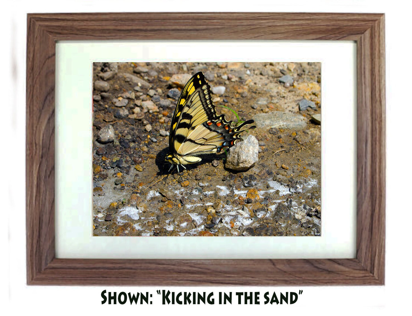Art Prints - From a Secret Paradise - Driftwood Beach Wall Frame