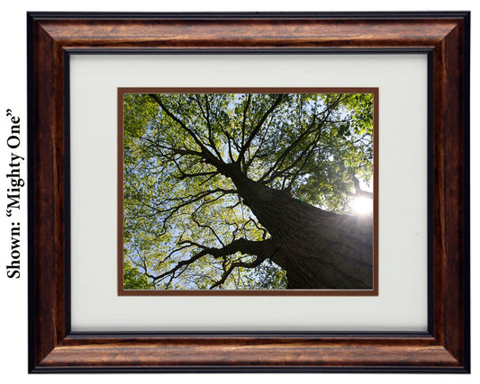 Fine Art Photography - Hardwood Wall Framed Art - Secret Paradise Trees