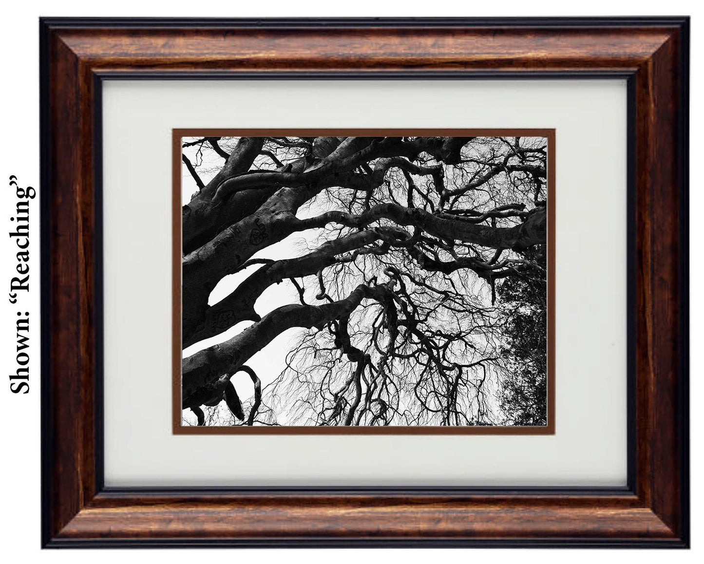 Wall Art Photography - Hardwood Wall Framed Art - Secret Paradise Trees