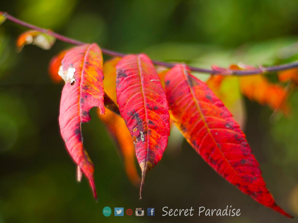 Autumn Art Prints from a Secret Paradise Shop