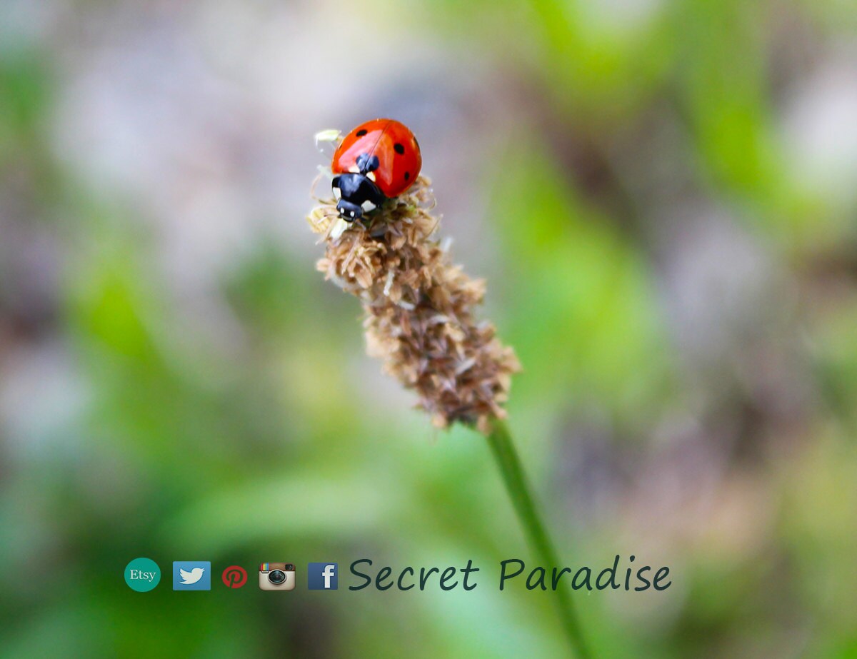 Art Prints from a Secret Paradise Garden