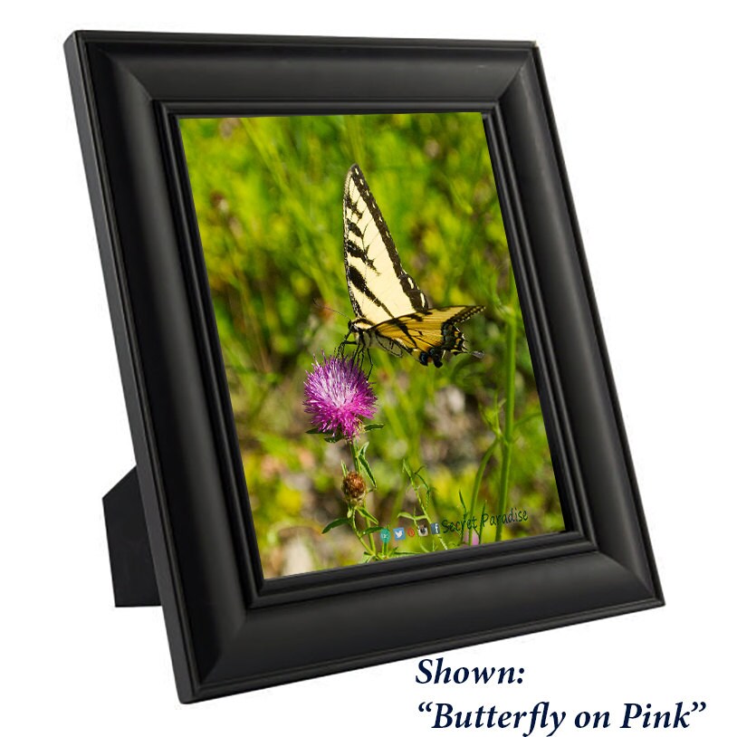 Art Print Butterflies - from a Secret Paradise - Black Wood Frames