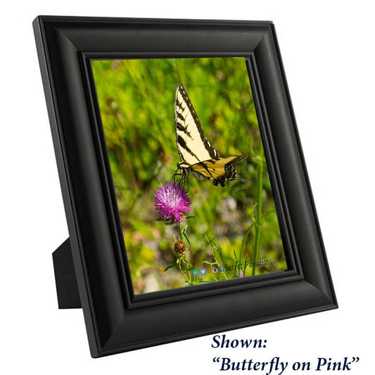 Art Print Butterflies - from a Secret Paradise - Black Wood Frames