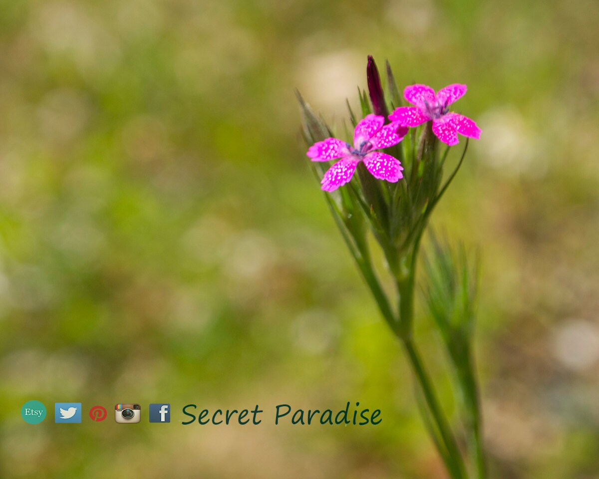 Art Prints from a Secret Paradise Garden
