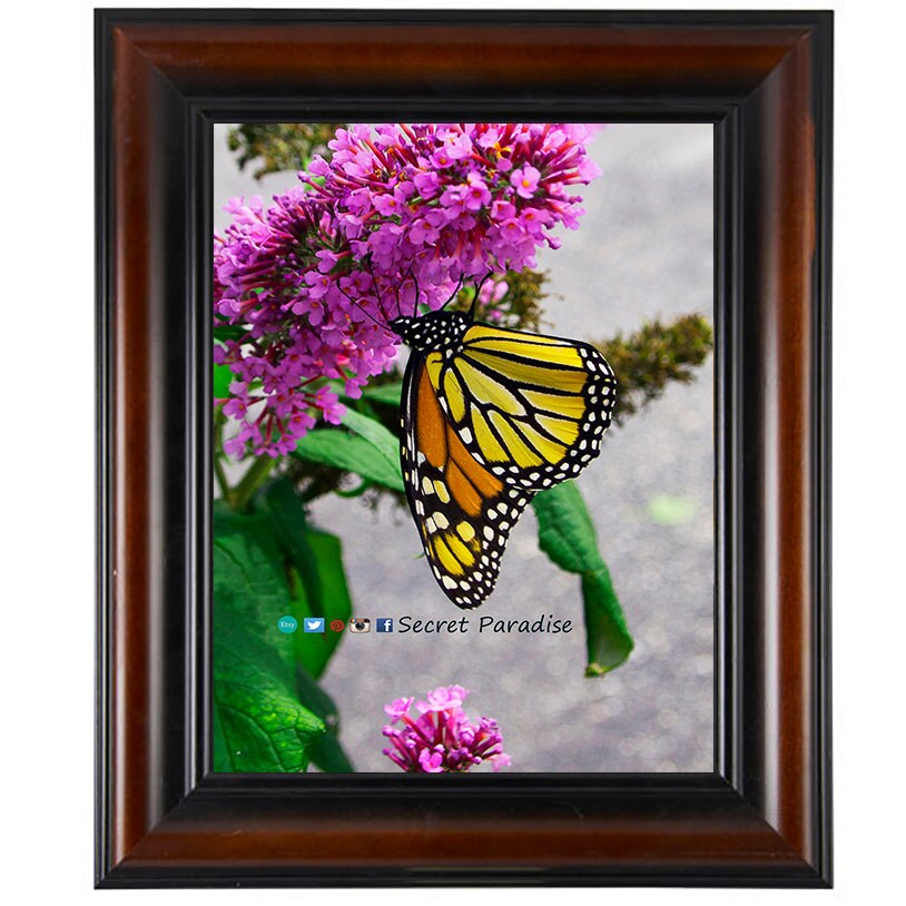 Butterfly Art Print - From a Secret Paradise - Brown Wall Frames