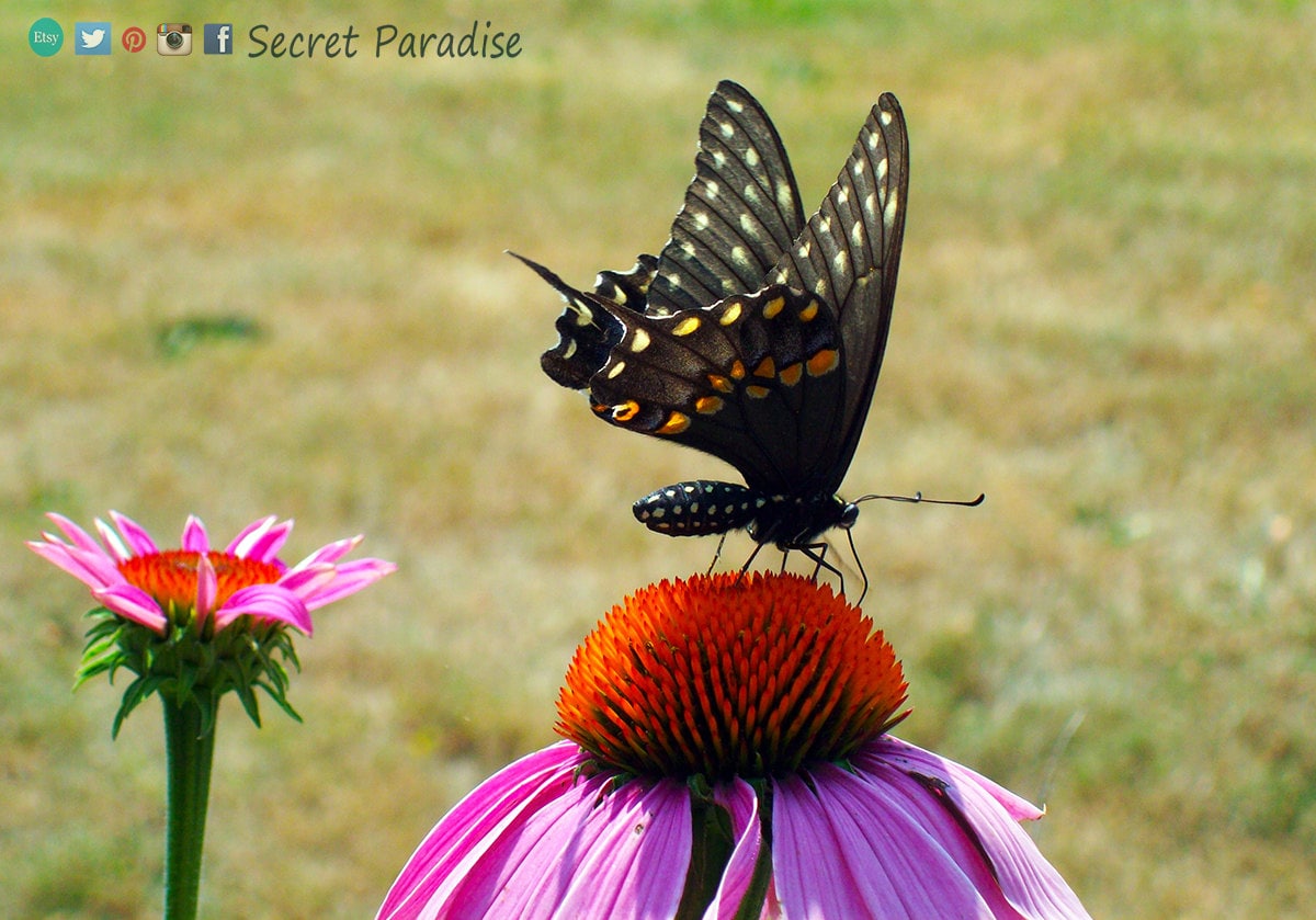 ART Prints - Butterfly on Pink! Secret Paradise Garden