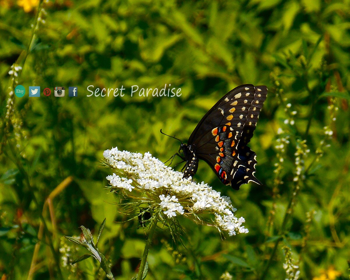 ART Prints - Butterfly in black! Secret Paradise Garden