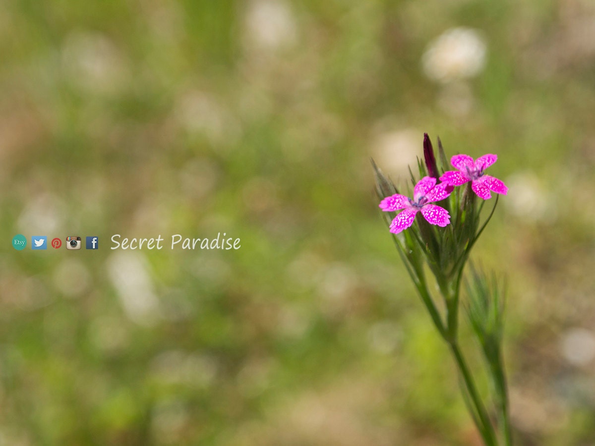 Photography Art- From a Secret Paradise - Cherry Framed Art - The Babies