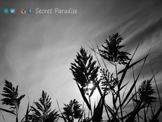 B&W Art Prints from Secret Paradise Shop