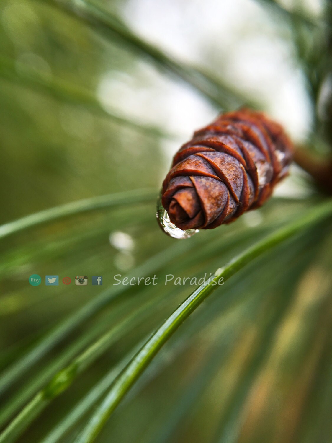 Nature Art Prints from a Secret Paradise Garden