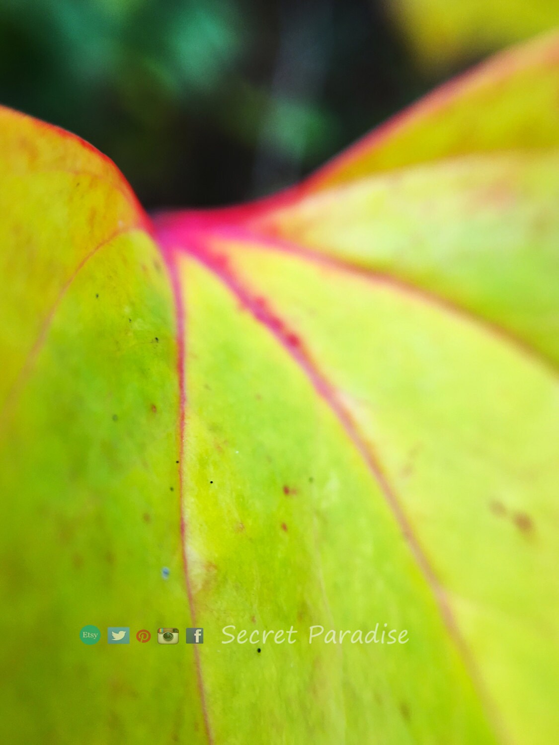 Macro Nature Art Prints from a Secret Paradise Garden