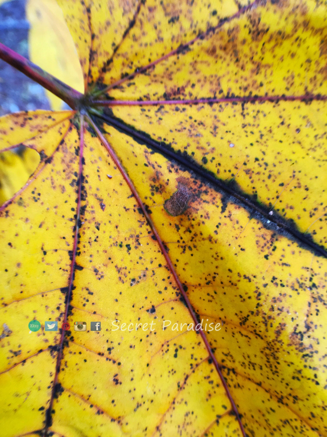 Fine Art Photography - Hardwood Framed Wall Art - at Secret Paradise