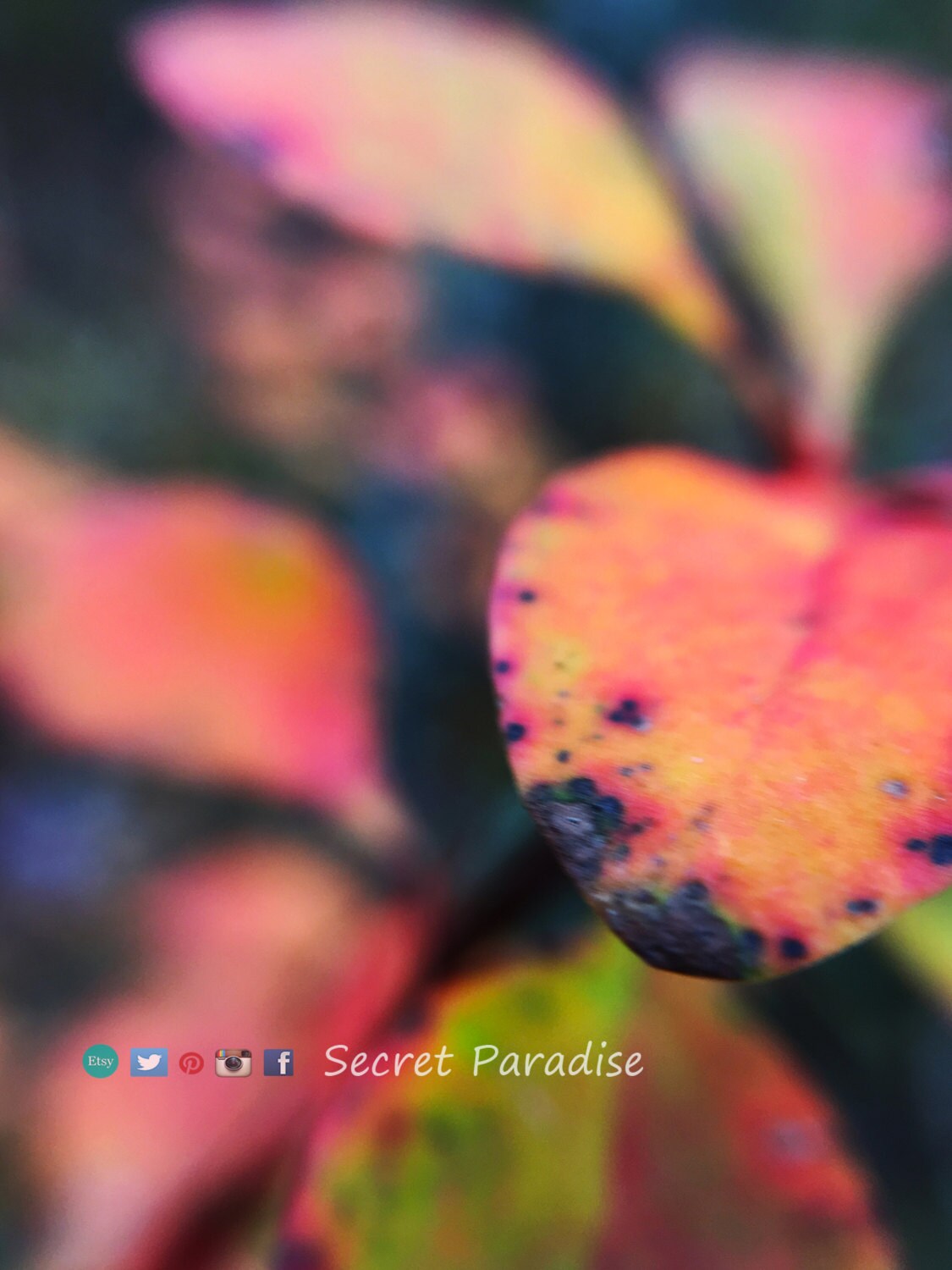 Nature Wall Art Prints from a Secret Paradise Garden