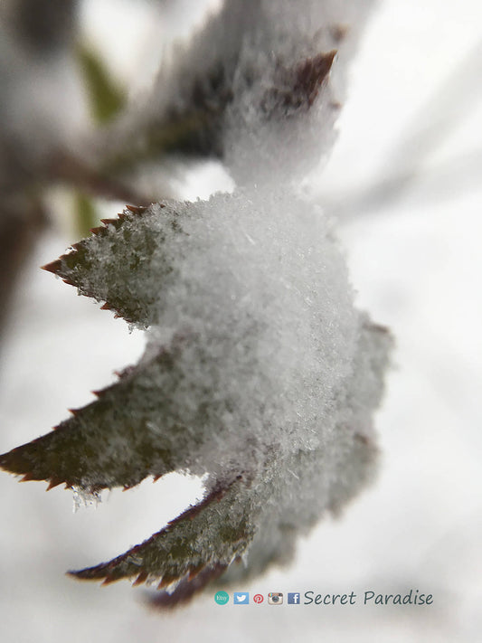 Fine Art Prints - Winter Wonderland in a Secret Paradise Garden