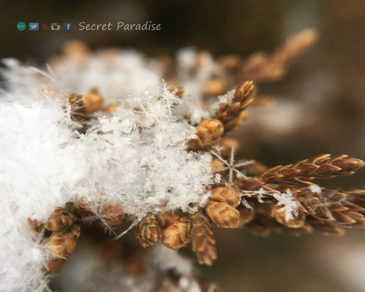 Fine Art Prints - Winter Wonderland in a Secret Paradise Garden