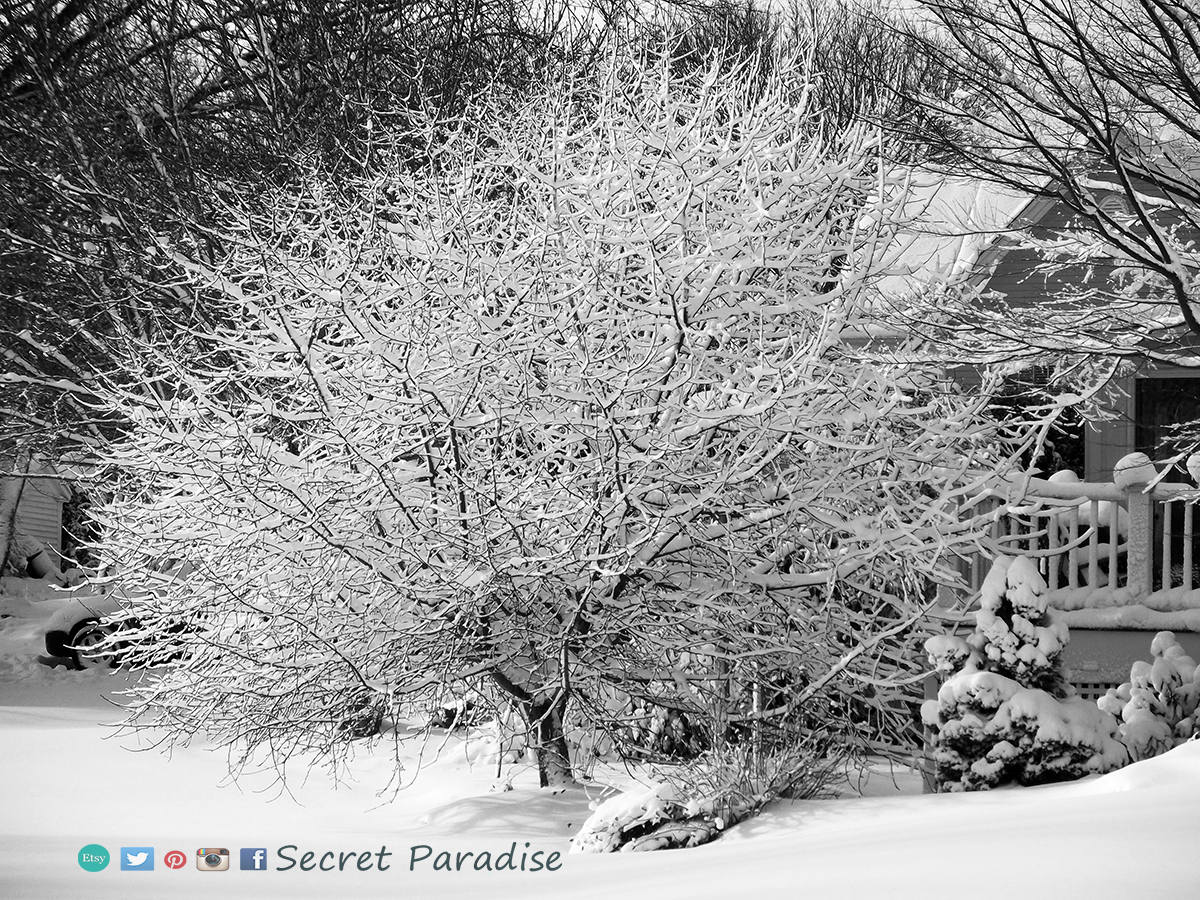 Fine Art Prints - Winter Wonderland in a Secret Paradise Garden
