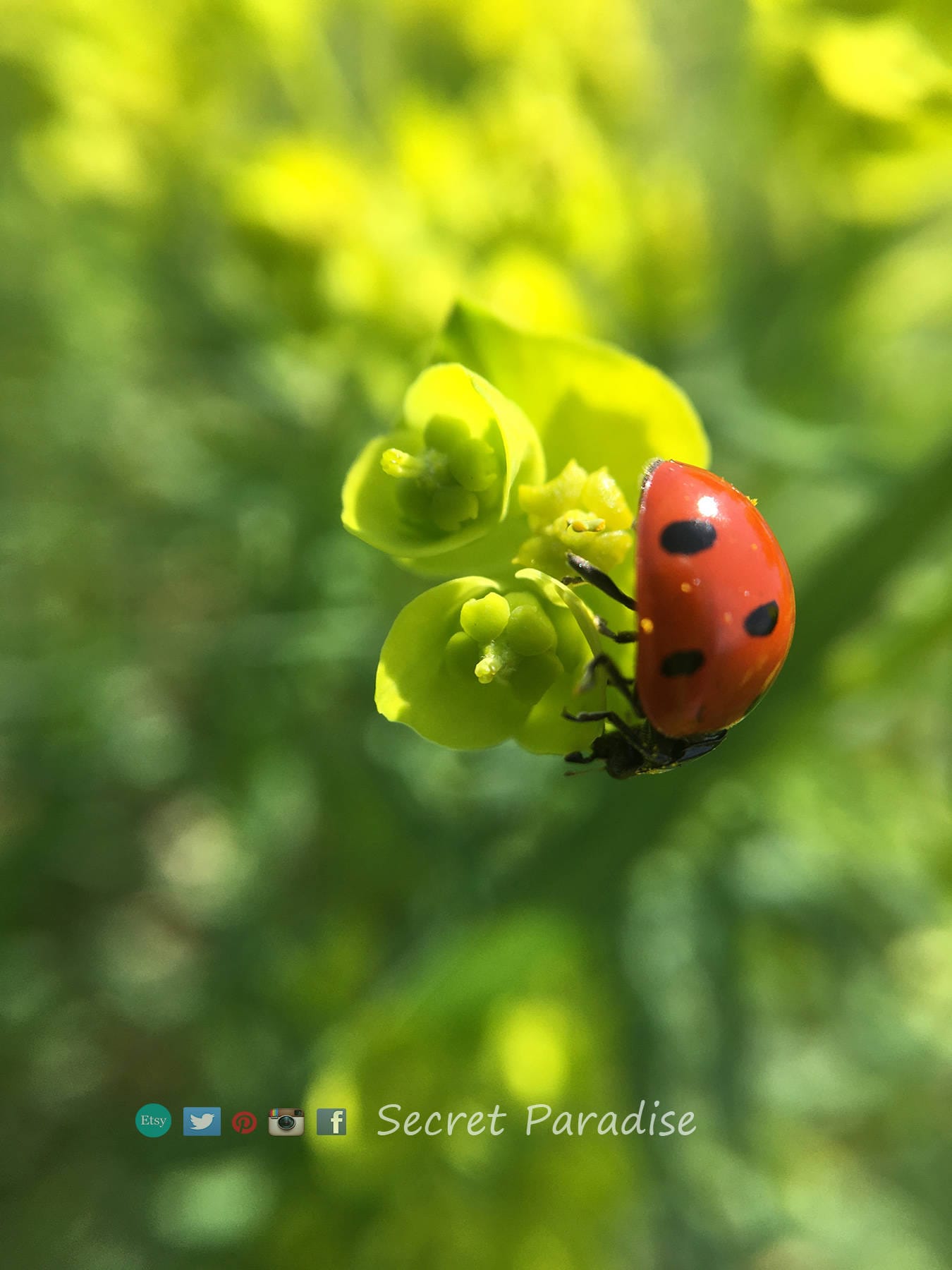 Lady Bug Print from a Secret Paradise Shop