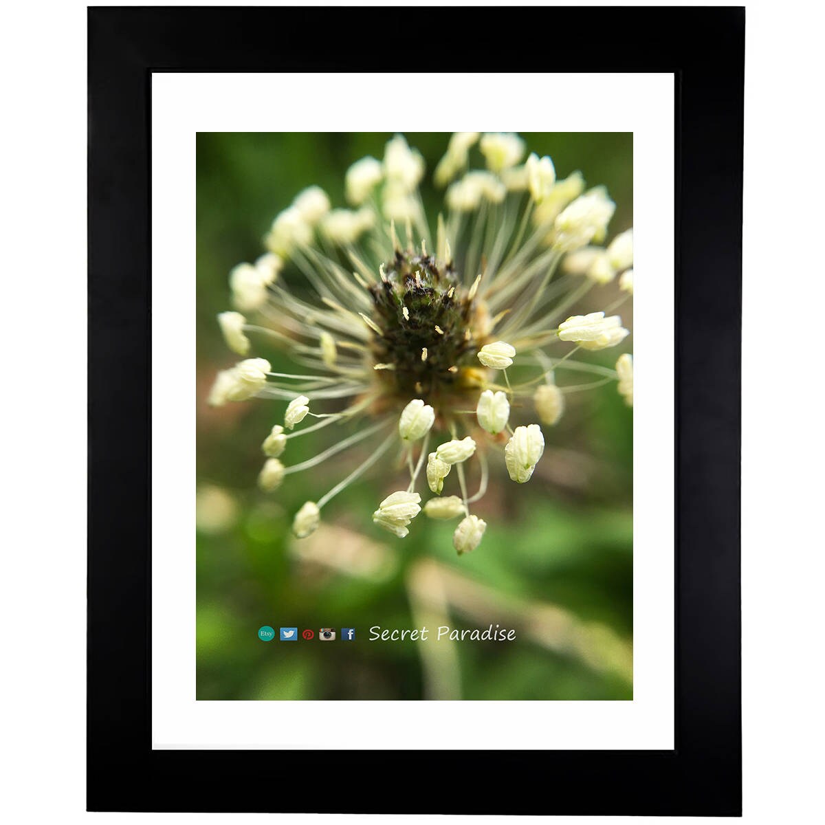 Art Prints - From a Secret Paradise - Classic Blk Wall Frames