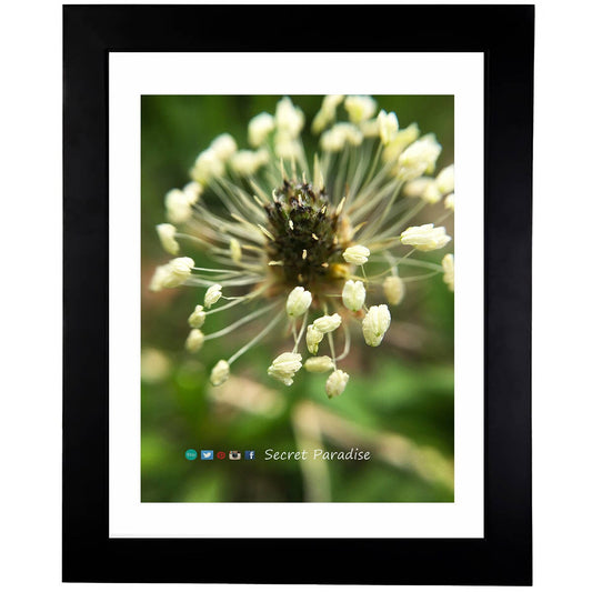 Art Prints - From a Secret Paradise - Classic Blk Wall Frames