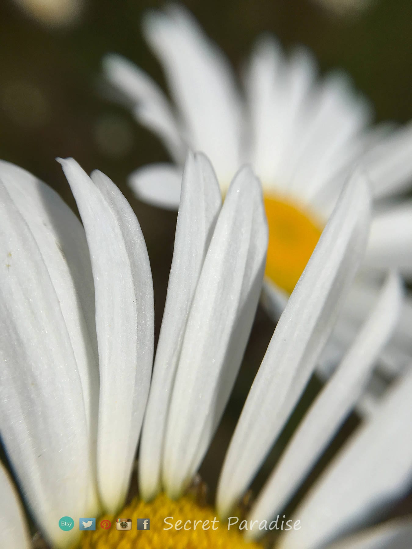 Nature Wall Art Prints from a Secret Paradise Garden