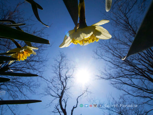 Fine Art Prints from a Secret Paradise Shop
