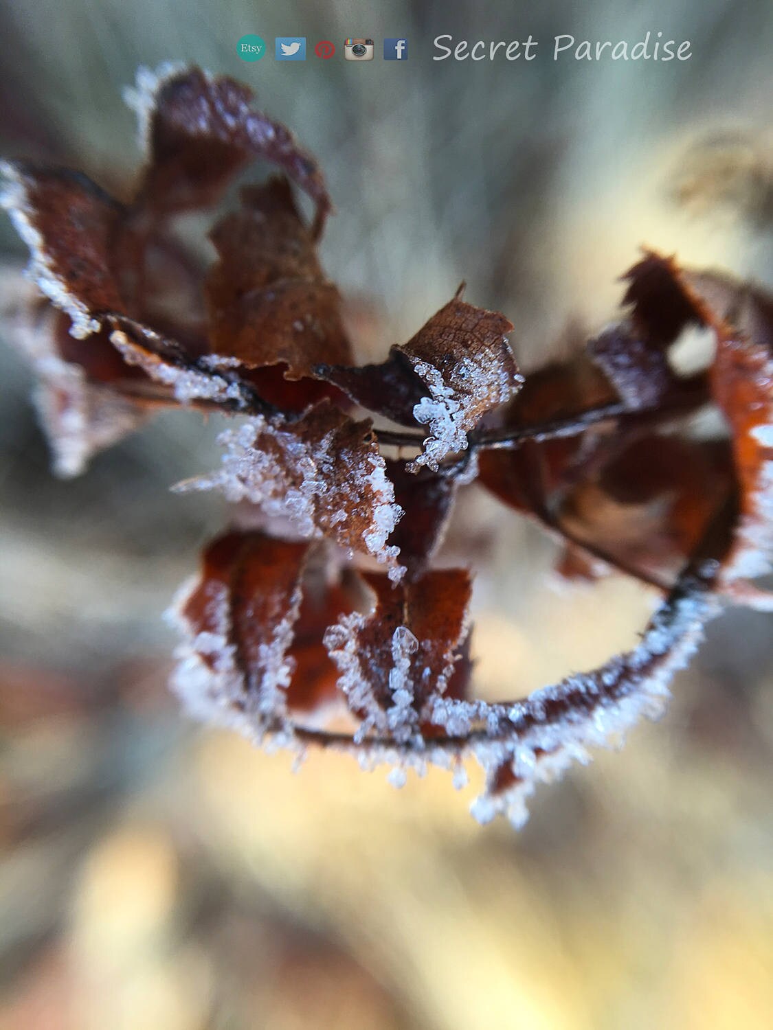 Fine Art Prints - Winter Wonderland in a Secret Paradise Garden