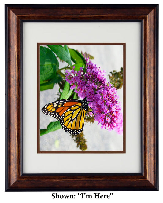Butterfly Art Photography - Hardwood Wall Frame - Secret Paradise