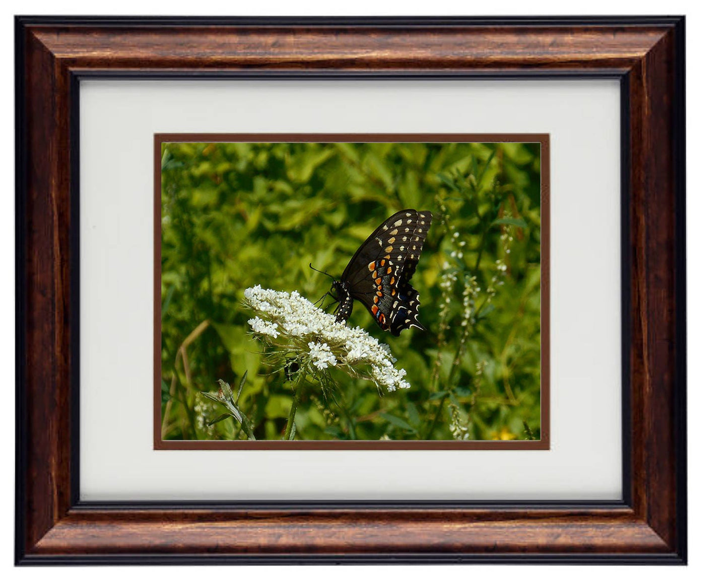 Butterfly Art Photography - Hardwood Wall Framed Art - Secret Paradise