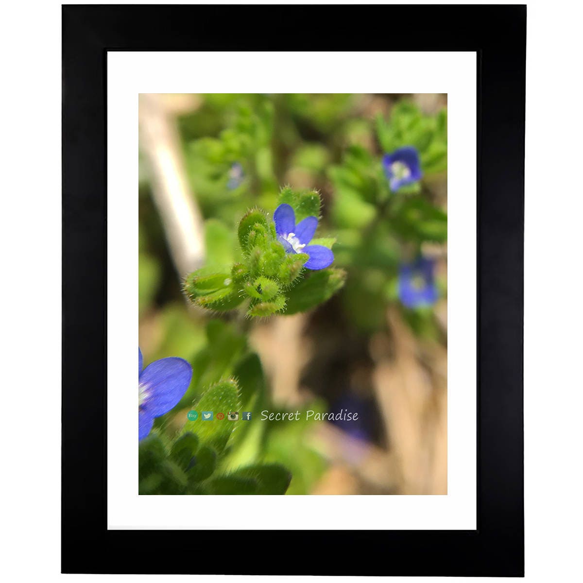 Art Prints - From a Secret Paradise - Classic Blk Wall Frames