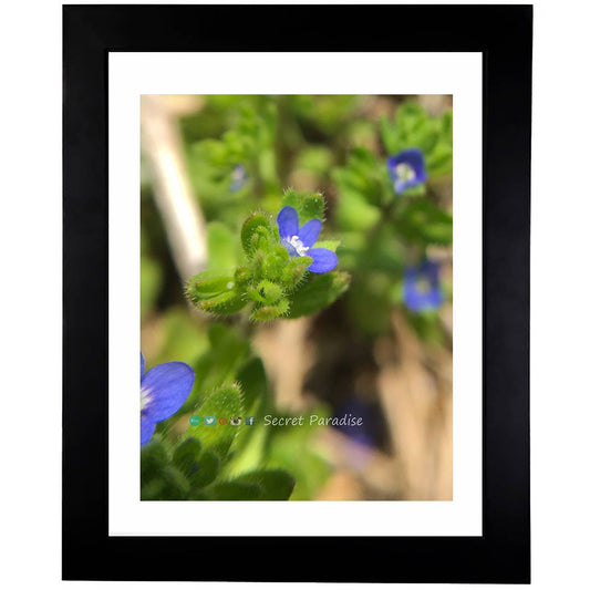 Art Prints - From a Secret Paradise - Classic Blk Wall Frames