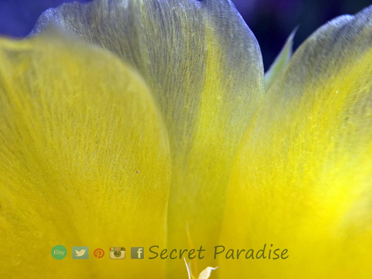 Fine Art Prints from a Secret Paradise Shop