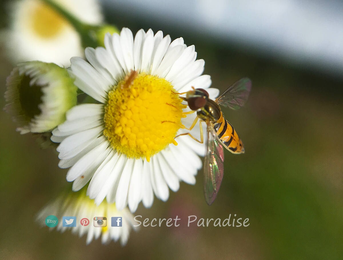 Fine Art Prints from a Secret Paradise Garden