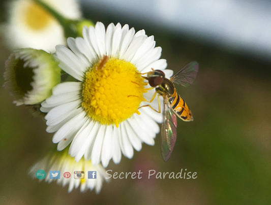 Fine Art Prints from a Secret Paradise Garden