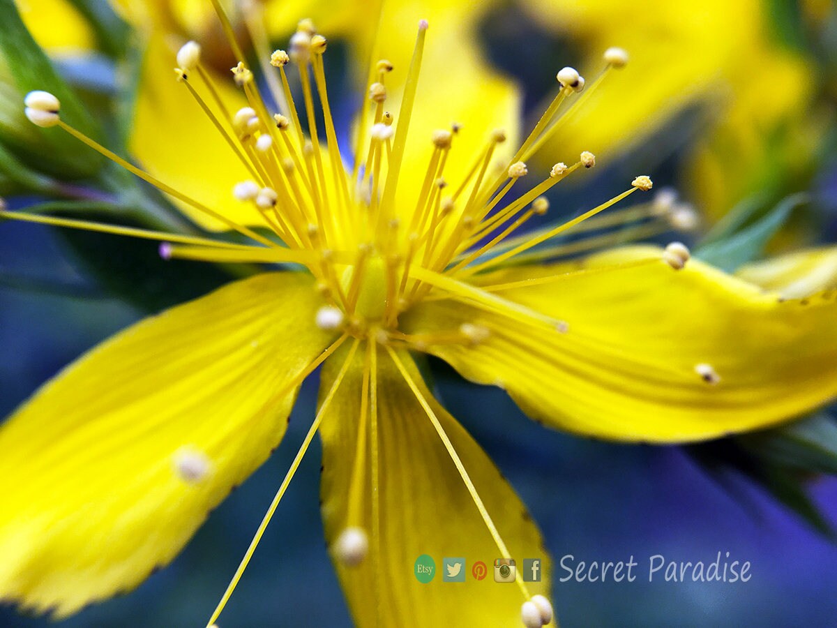 Fine Art Prints from a Secret Paradise Garden