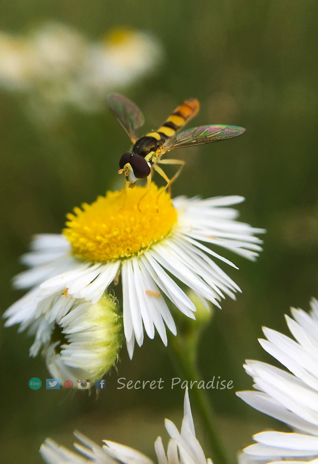 Fine Art Prints from a Secret Paradise Garden
