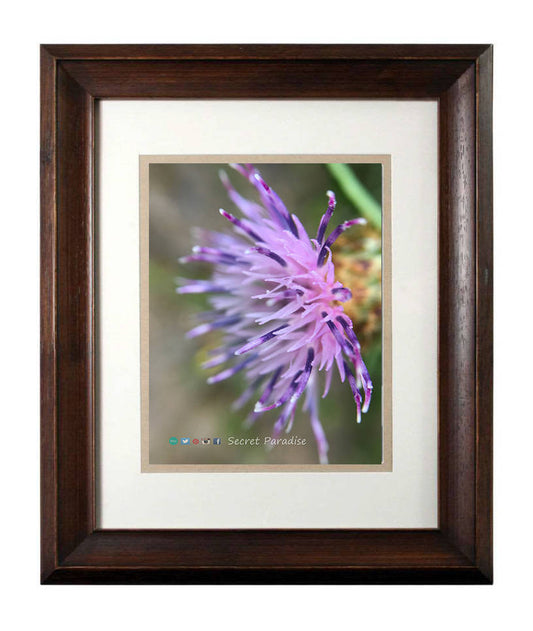 Wall Art Nature Photography - From a Secret Paradise - Walnut Framed Art