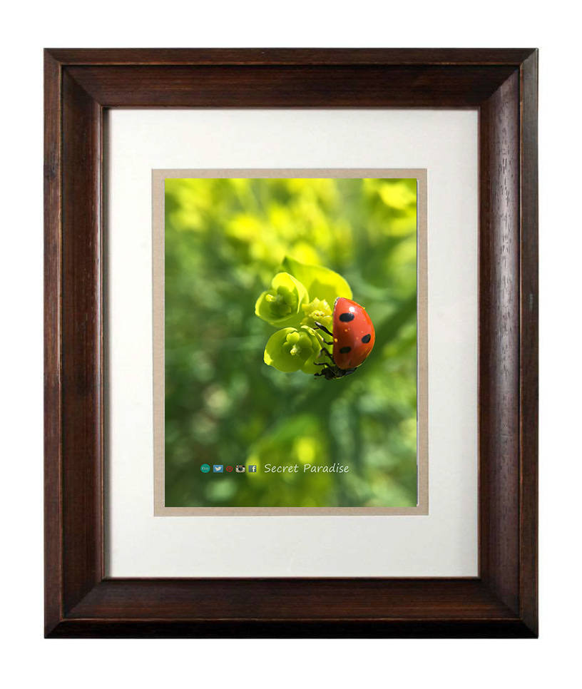 Wall Art Nature Photography - From a Secret Paradise - Walnut Framed Art