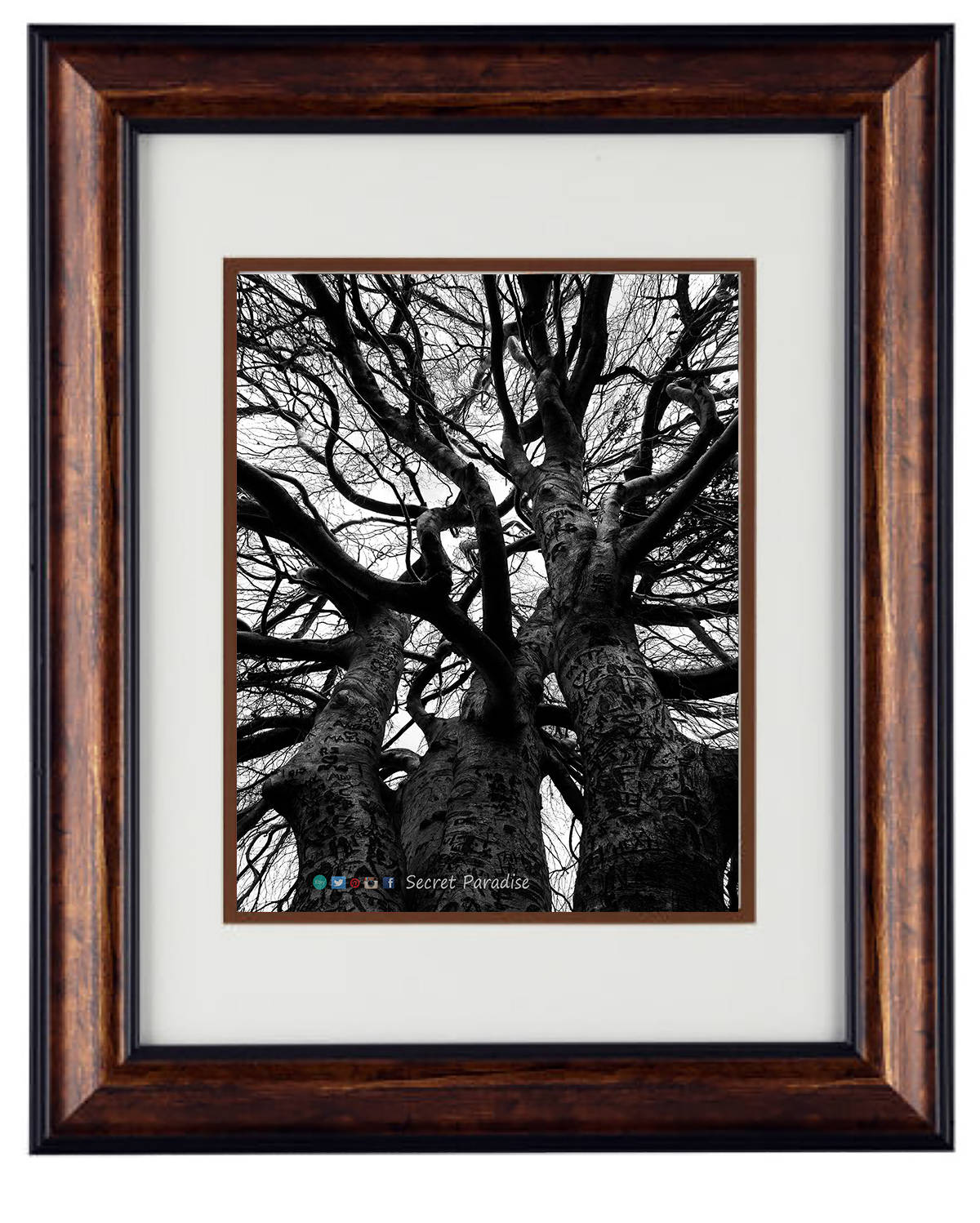 Tree Art Photography - Hardwood Wall Framed Art - Secret Paradise Trees