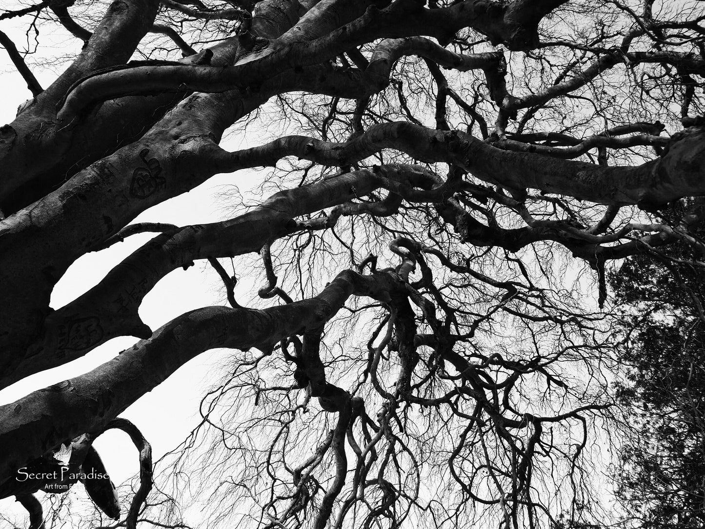 Printable Art Shots - The Trees