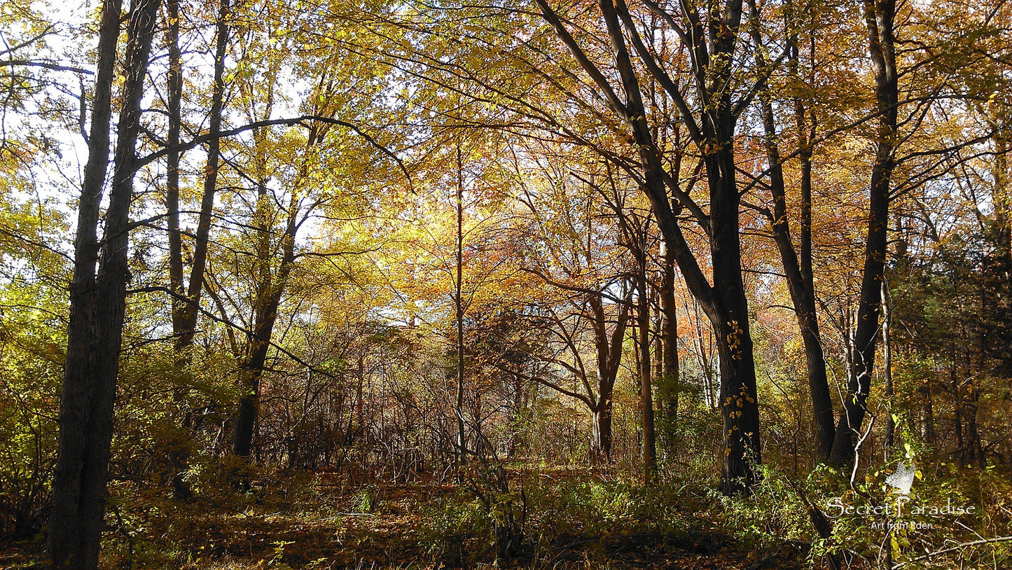 Printable Art Shots - The Trees