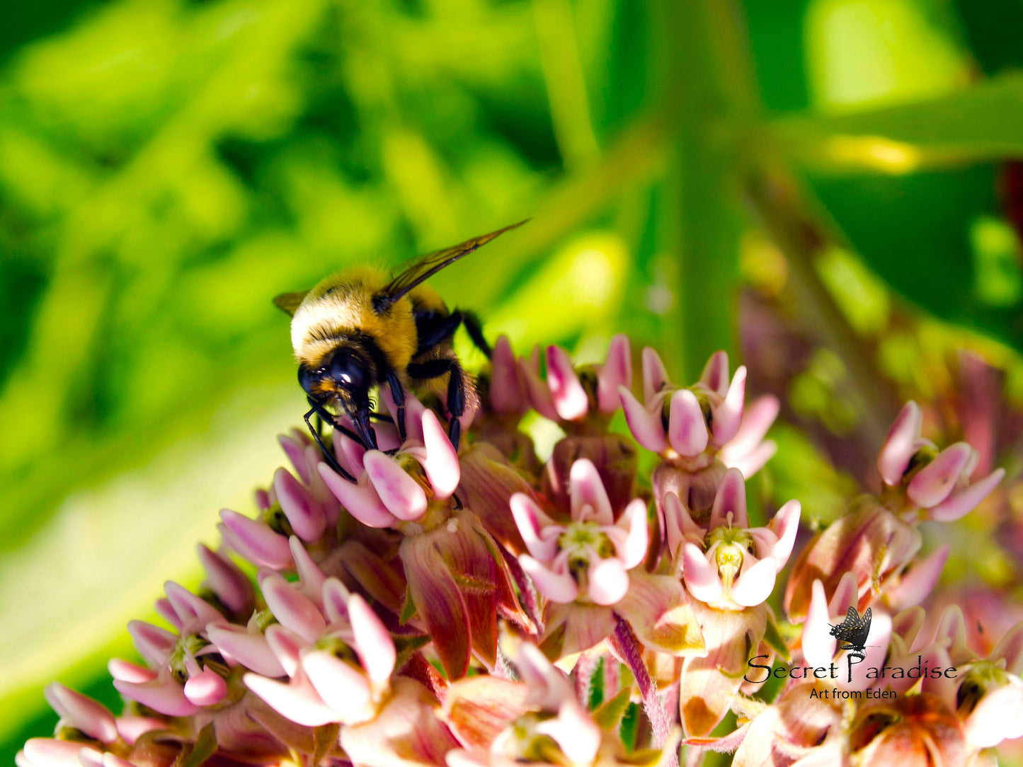Printable Art Shots - Nature's Little Buddies