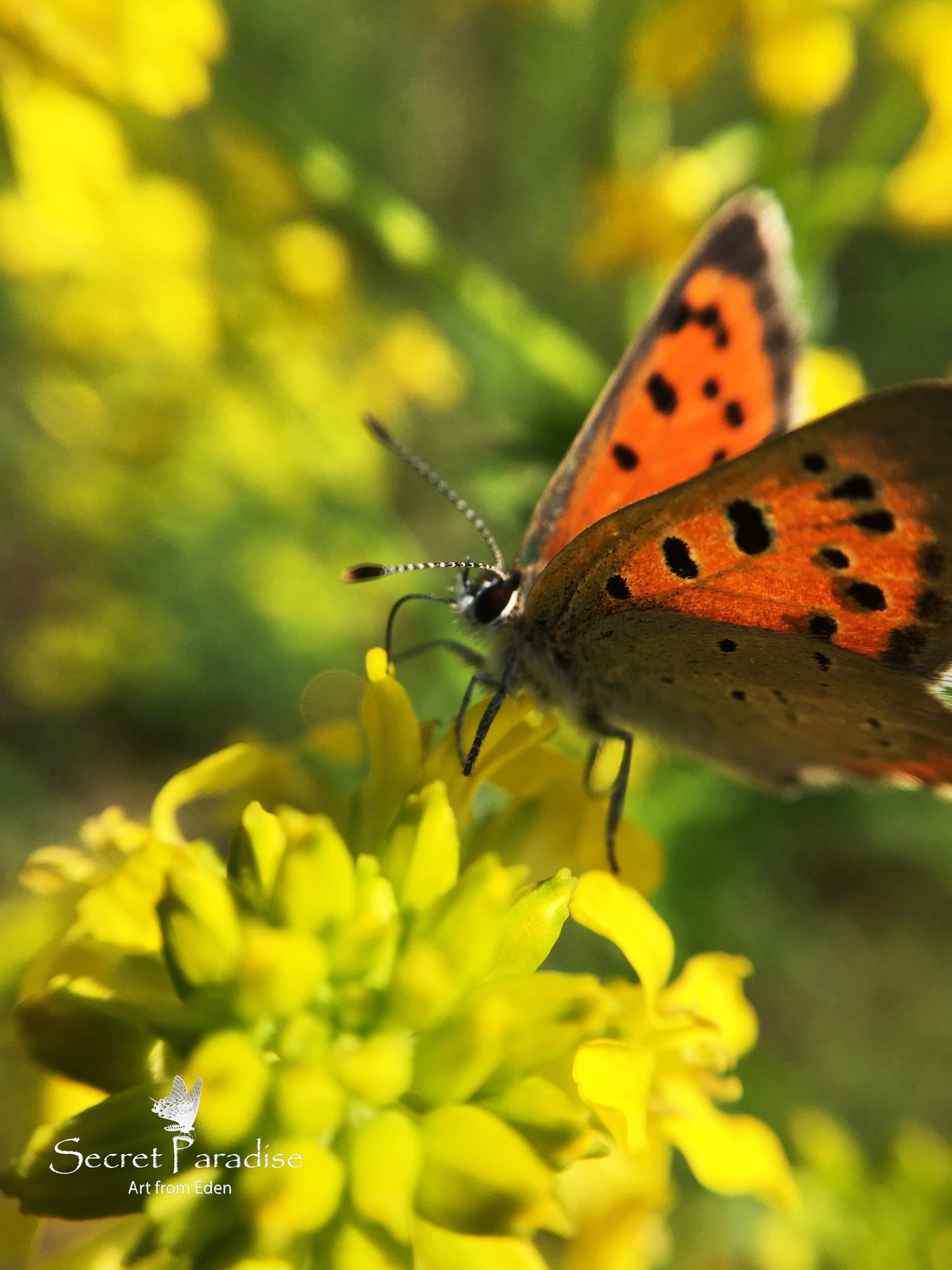 Printable Art Shots - Nature's Little Buddies