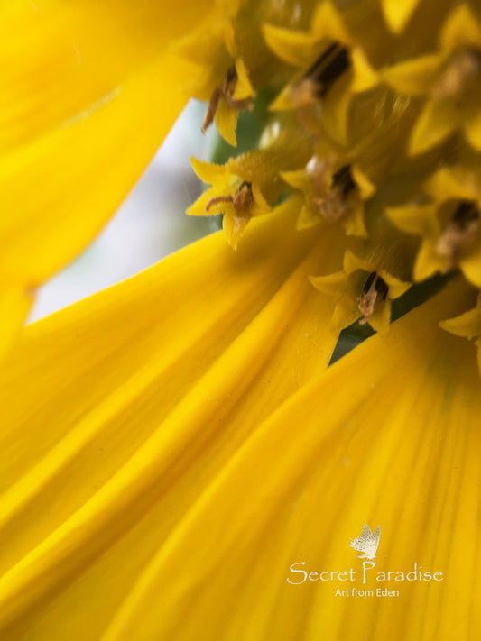 Printable Art Shots - Floral Beauties