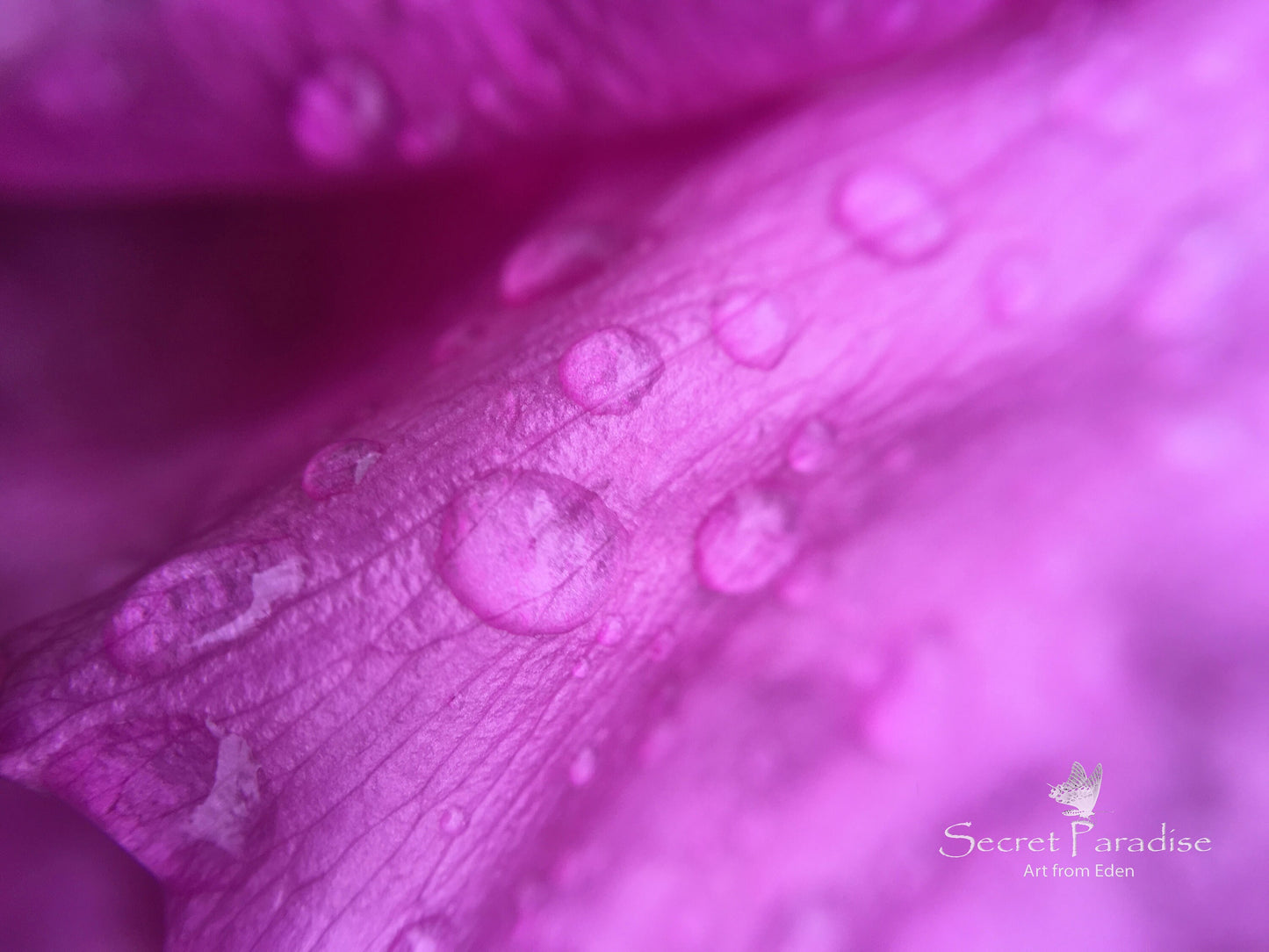 Printable Art Shots - Floral Beauties