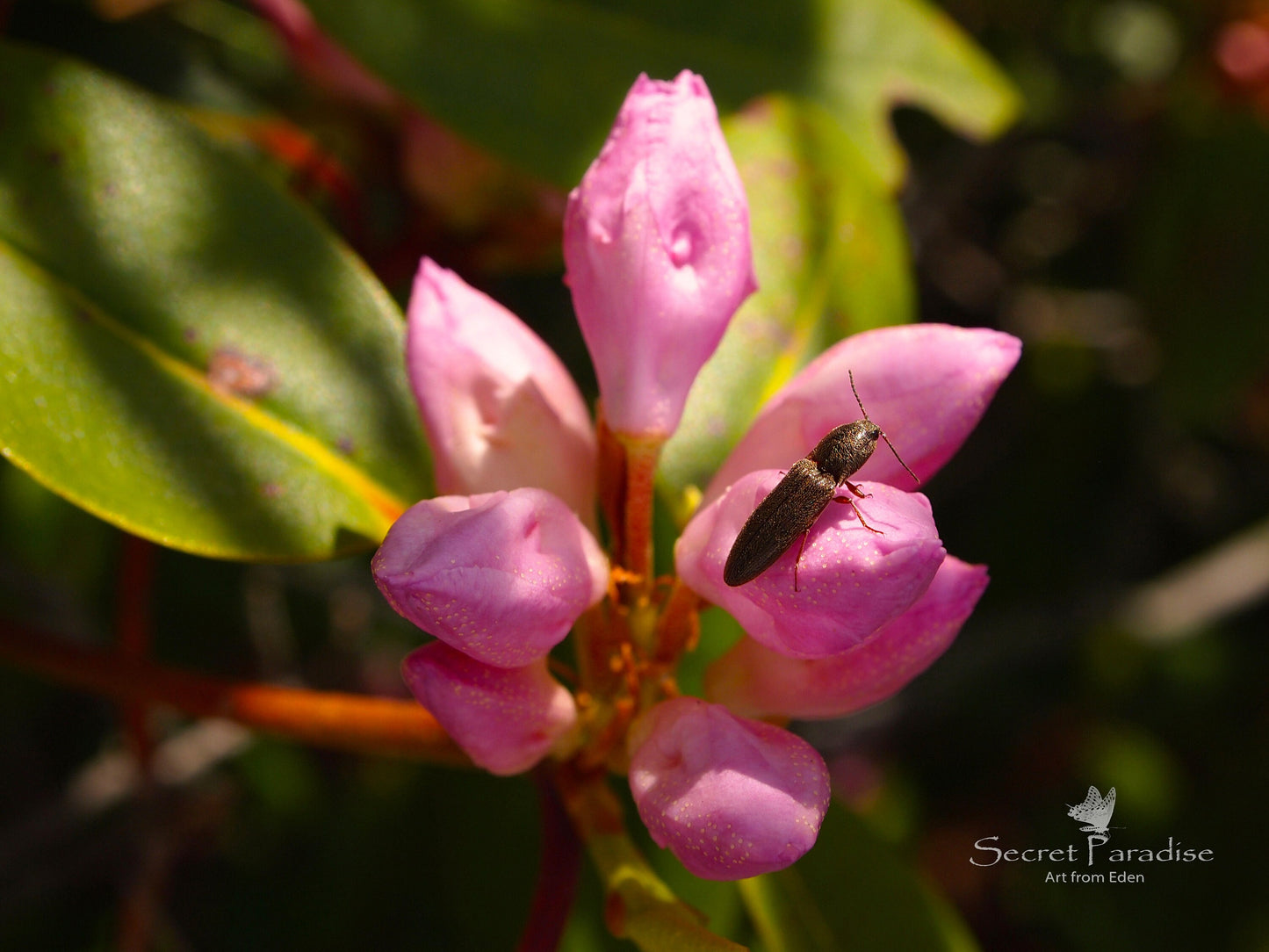 Printable Art Shots - Nature's Little Buddies