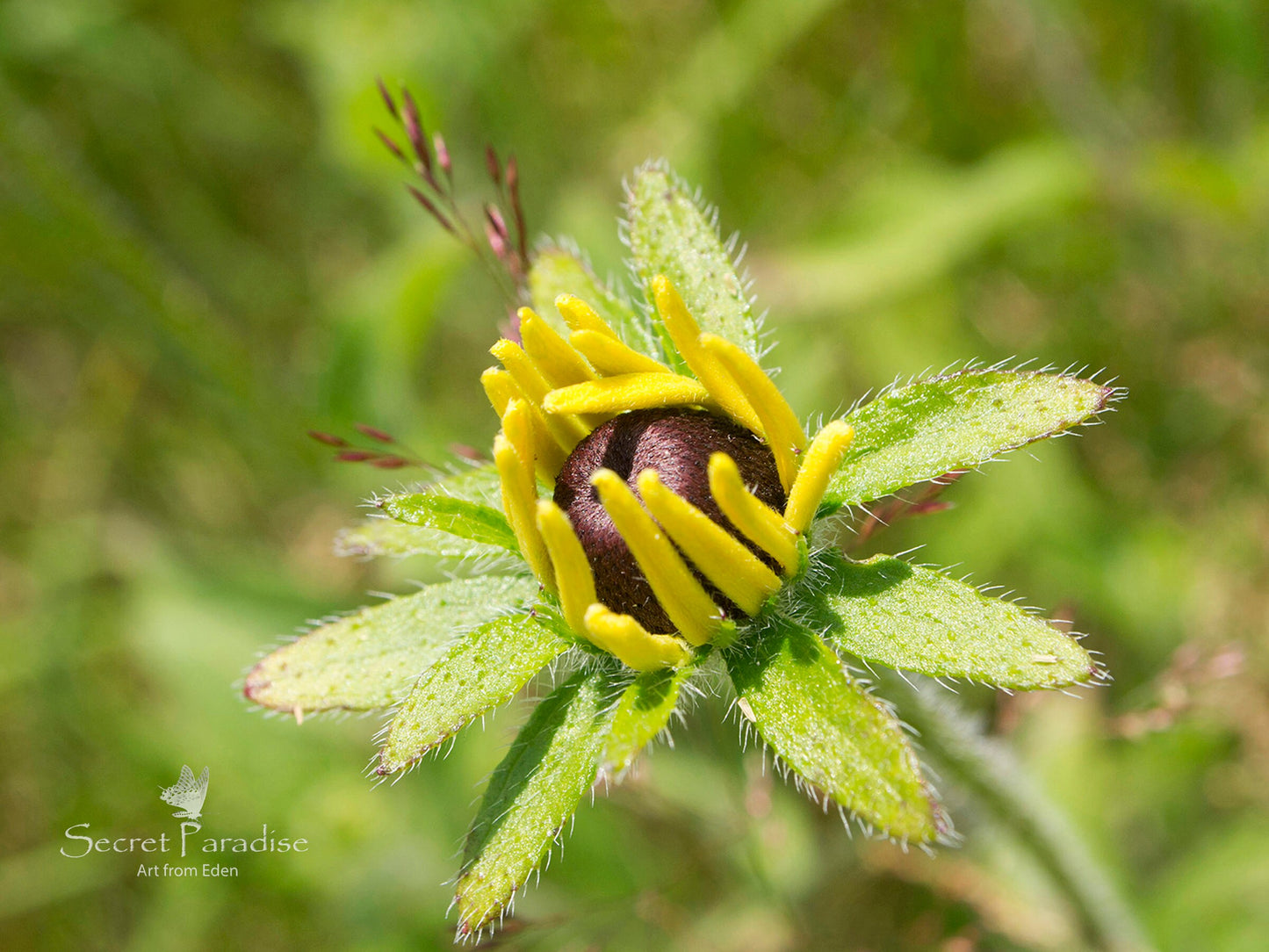 Printable Art Shots - Nature's Babies