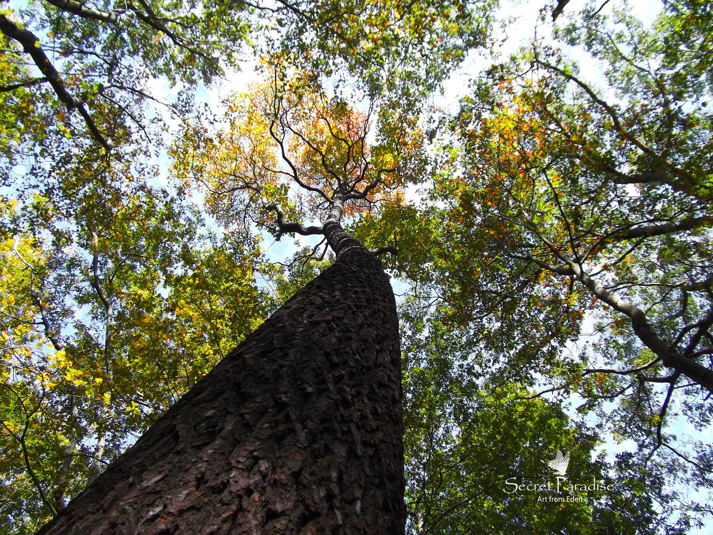 Printable Art Shots - The Trees