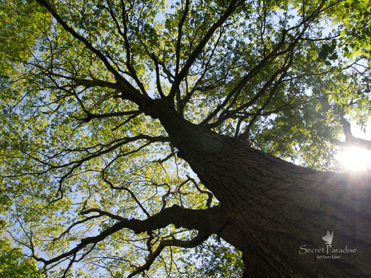 Printable Art Shots - The Trees