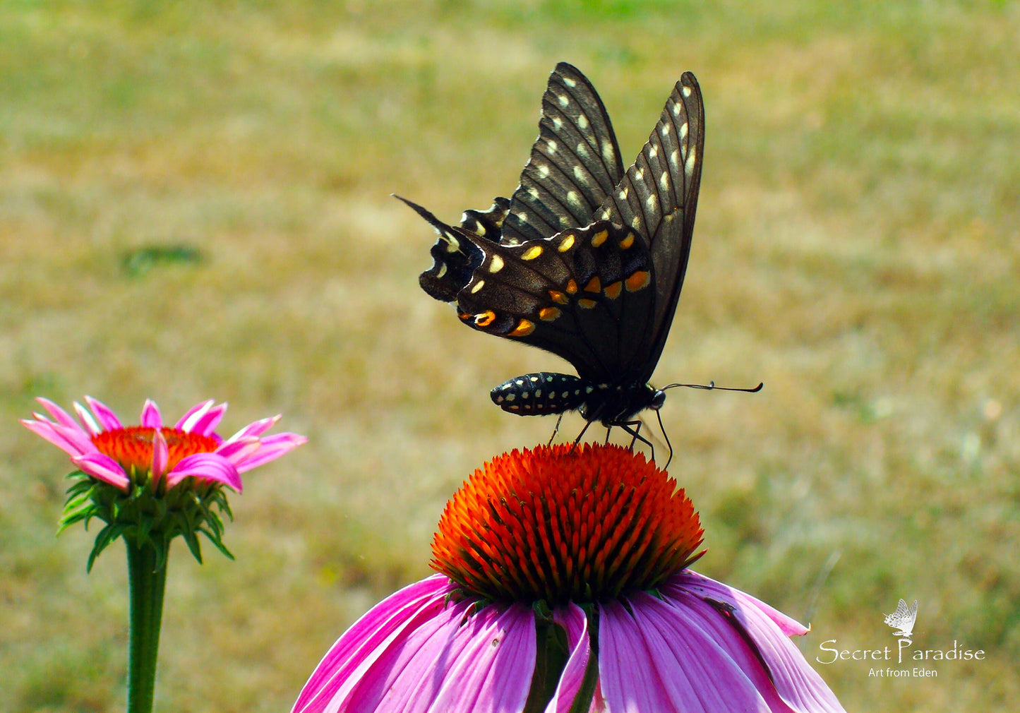 Printable Art Shots - Nature's Little Buddies