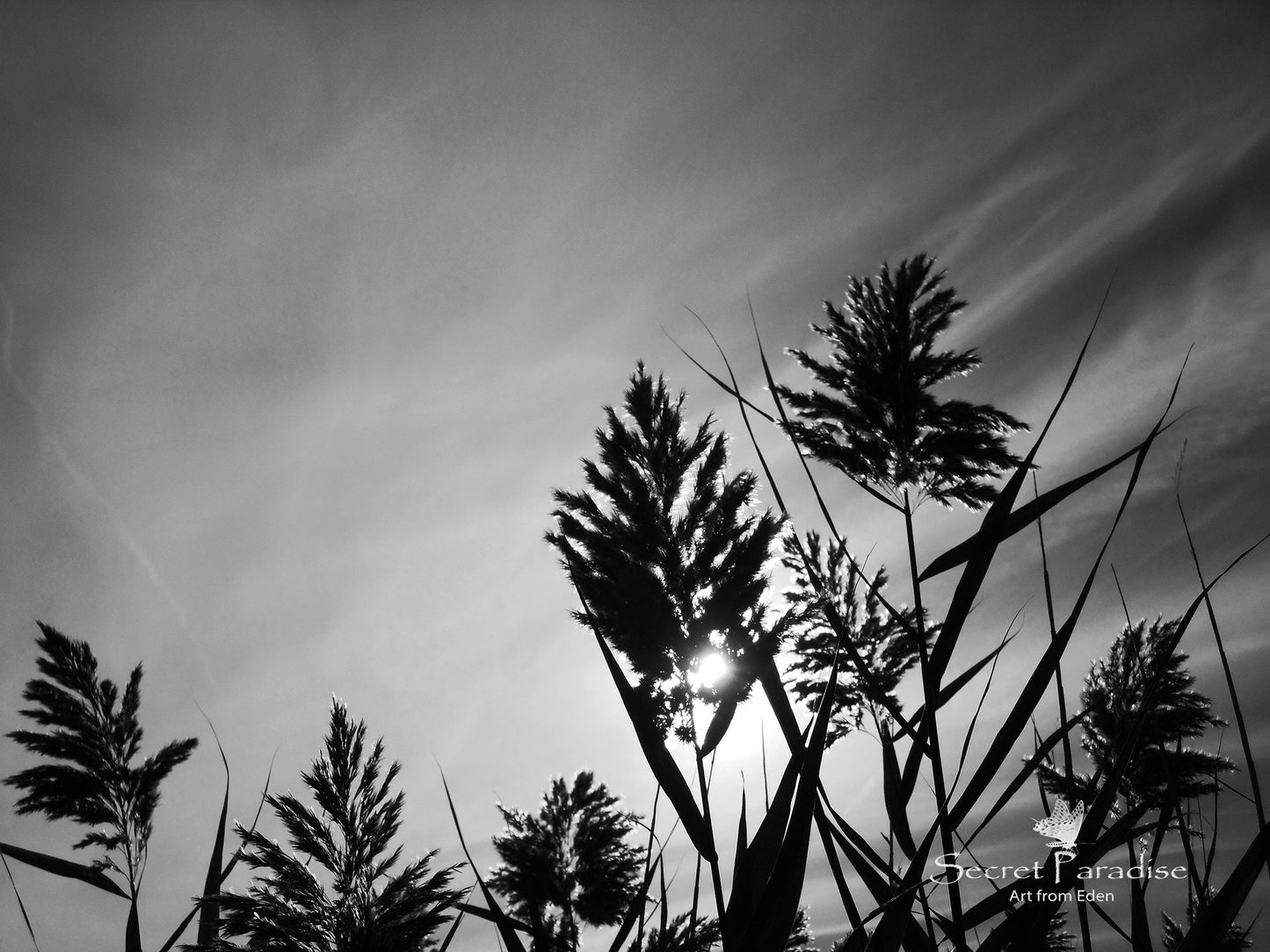 Printable Digital Art Shots - B&W